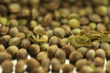 Kenevir yağı cbd kenevir 