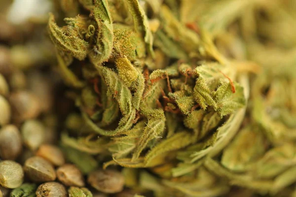 Semillas Cannabis Cáñamo Cbd — Foto de Stock
