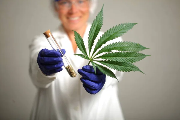 Médico Mano Mantenga Marihuana Medicinal Semillas Vitro — Foto de Stock