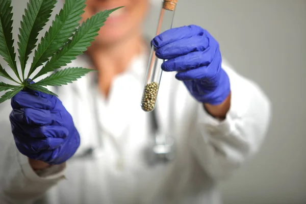 Doctor Hand Hold Medical Marijuana Seeds Vitro — Stock Photo, Image