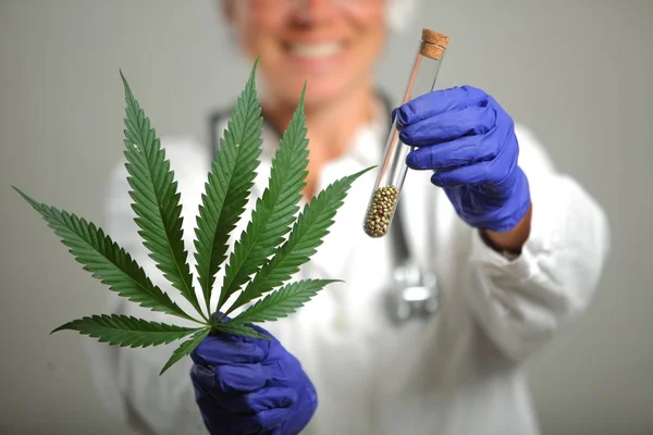 Arzt Hält Medizinisches Marihuana Und Samen Vitro — Stockfoto