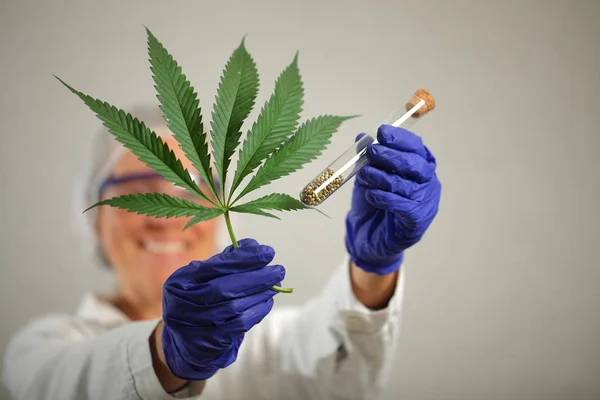 Arzt Hält Medizinisches Marihuana Und Samen Vitro — Stockfoto