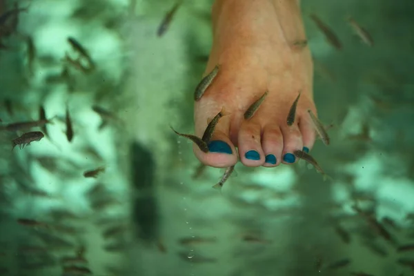 Spa Fish Pedicur Clean Scin — Stok Foto