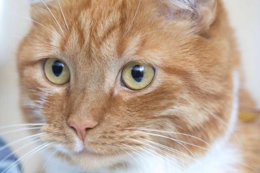 eski sarı kedi gözlerle bakıyor