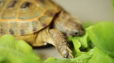 Kaplumbağa yemek yeşil salata yaprağı