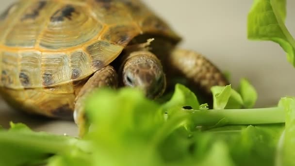 グリーン サラダの葉を食べる亀します — ストック動画