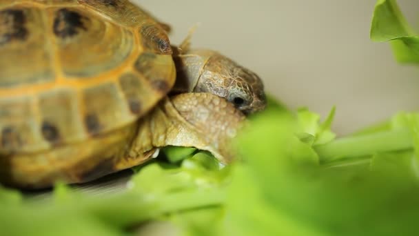 Tartaruga Comendo Folha Salada Verde — Vídeo de Stock