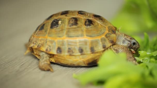 Turtle Eating Green Salad Leaf — Stock Video