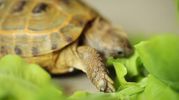 Χελώνα Τρώει Φύλλα Πράσινη Σαλάτα — Αρχείο Βίντεο
