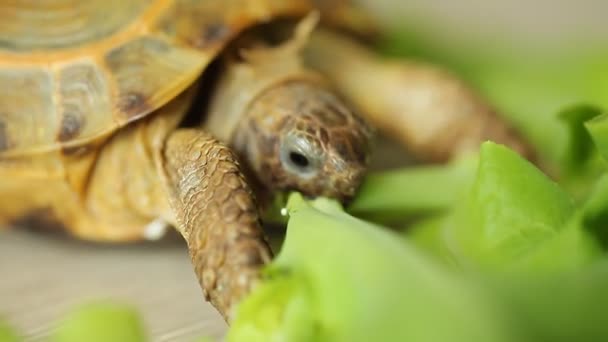 Tortue Mangeant Des Feuilles Salade Verte — Video