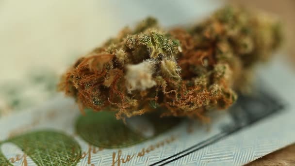 Kannabisz Marihuána Orvosi Közelről — Stock videók