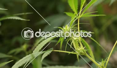 tıbbi esrar bitki çiçek