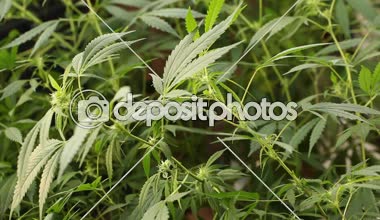 tıbbi esrar bitki çiçek