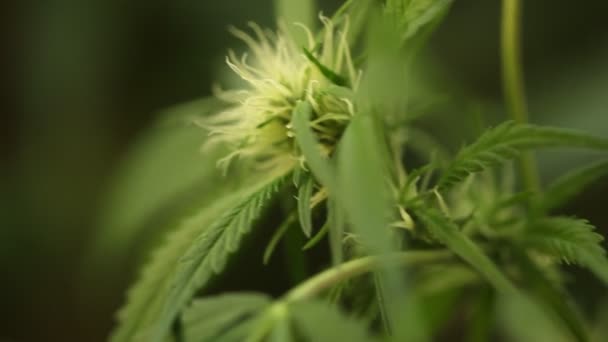 Planta Cannabis Medicinal Floreciente — Vídeos de Stock