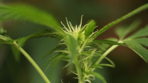 Planta Cannabis Medicinal Florescente — Vídeo de Stock
