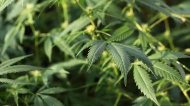 tıbbi esrar bitki çiçek