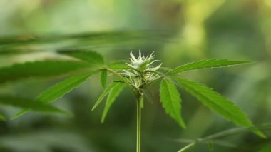 tıbbi esrar bitki çiçek