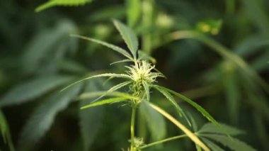tıbbi esrar bitki çiçek