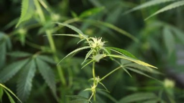 tıbbi esrar bitki çiçek