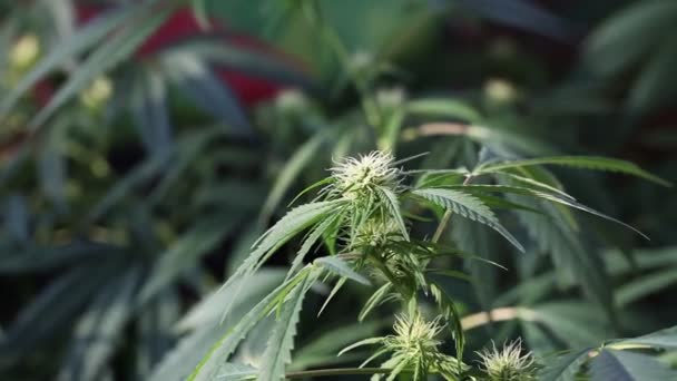 Kwitnące Rośliny Marihuany — Wideo stockowe