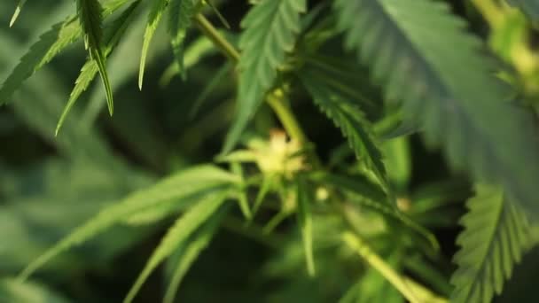 盛开的药用大麻植物 — 图库视频影像