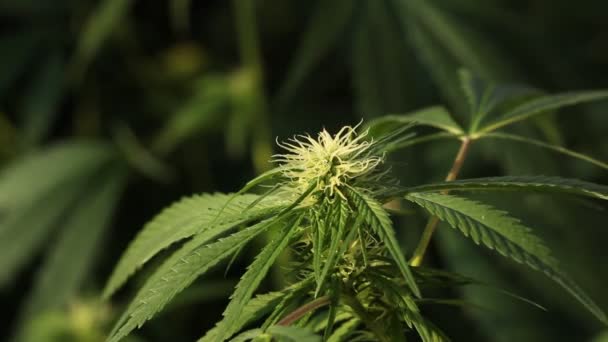 Planta Cannabis Medicinal Florescente — Vídeo de Stock
