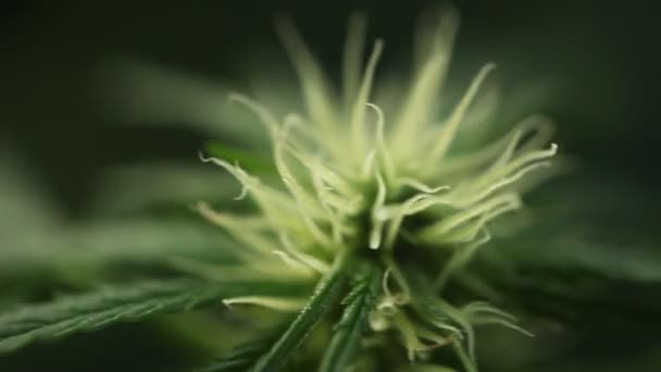 Ανθίζοντας Φυτό Ιατρική Κάνναβη — Αρχείο Βίντεο