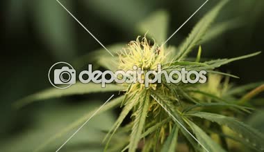 marihuana tıbbi esrar bitki çiçek açan çiçek