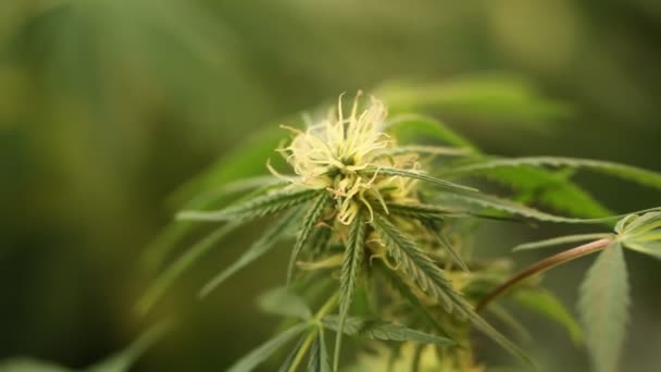 Marihuana Tıbbi Esrar Bitki Çiçek Açan Çiçek — Stok video