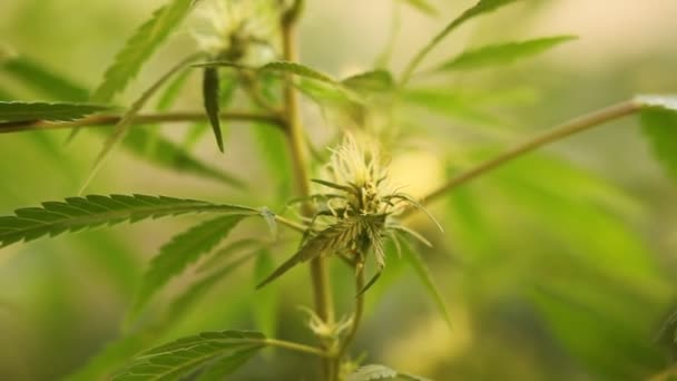 医療大麻植物を開花大麻フラワー — ストック動画