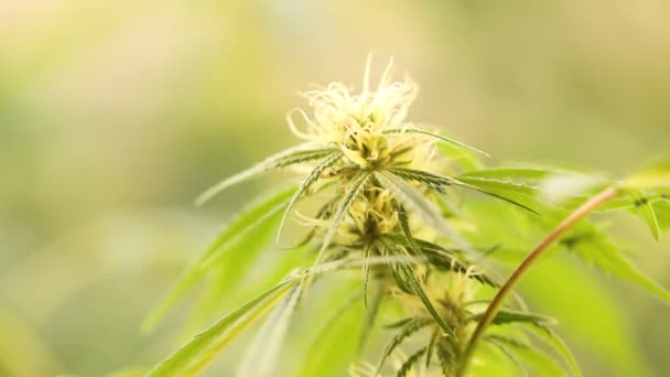 Bloem Van Marihuana Medische Wietplant Bloei — Stockvideo