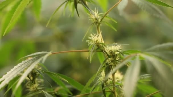 Maconha Flor Florescendo Planta Cannabis Medicinal — Vídeo de Stock