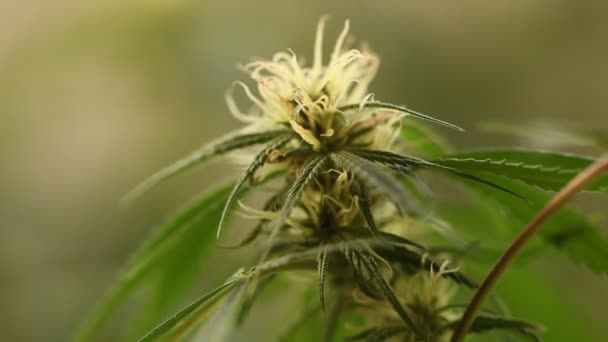 Bloem Van Marihuana Medische Wietplant Bloei — Stockvideo