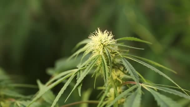 Marijuana Blomma Blommar Medicinsk Cannabis Anläggningen — Stockvideo