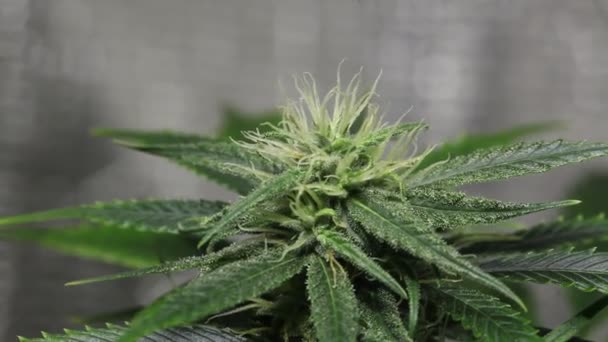 Bloem Van Marihuana Medische Wietplant Bloei — Stockvideo