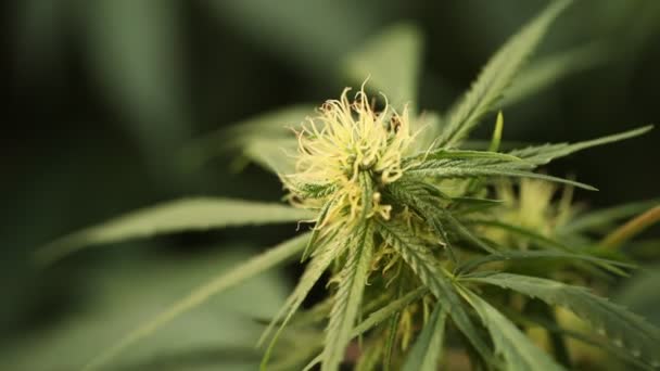 Marihuána Virág Virágzó Orvosi Kannabisz Növény — Stock videók