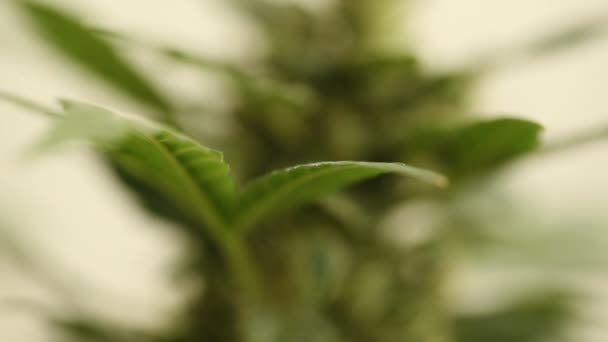Bloem Van Marihuana Medische Wietplant Bloei — Stockvideo