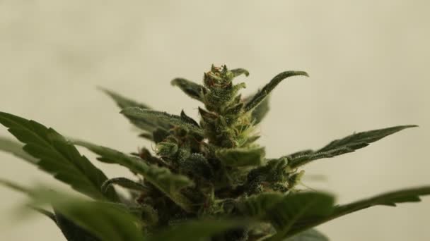 Μαριχουάνα Λουλούδι Ανθισμένο Φυτό Ιατρική Κάνναβη — Αρχείο Βίντεο