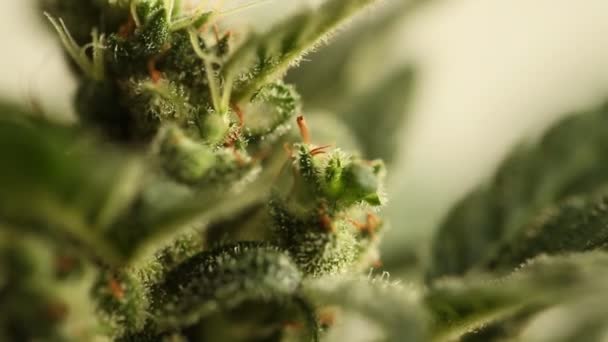 Bloem Van Marihuana Medische Wietplant Bloei — Stockvideo