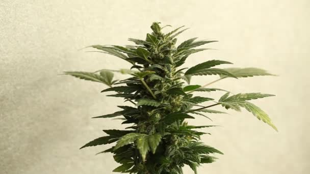 Marijuana Fiore Fioritura Pianta Cannabis Medica — Video Stock