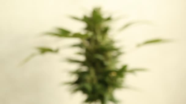 大麻花盛开药用大麻植物 — 图库视频影像