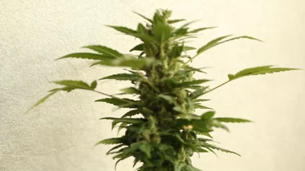 Kvetení Rostlin Lékařské Konopí Marihuana — Stock video