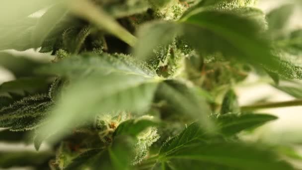Planta Laboratorio Aceite Medicinal Marihuana — Vídeo de stock