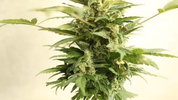 Plant Laboratorium Medische Marihuana Cannabisolie — Stockvideo