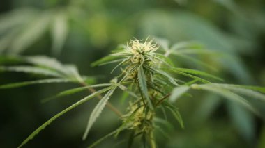 Laboratuvar tıbbi esrar esrar yağda bitki