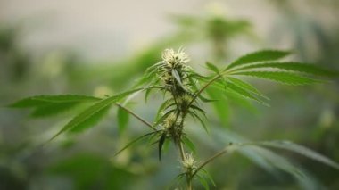 Laboratuvar tıbbi esrar esrar yağda bitki