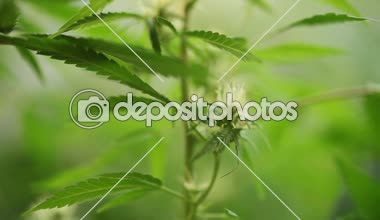 Laboratuvar tıbbi esrar esrar yağda bitki