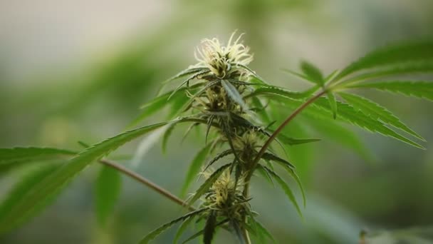 Plant Laboratorium Medische Marihuana Cannabisolie — Stockvideo