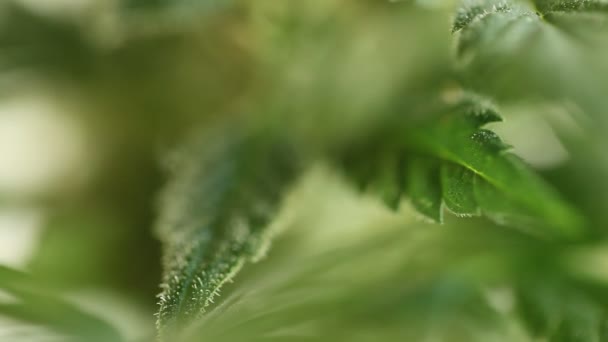 植物の研究所医療用マリファナ大麻油で — ストック動画
