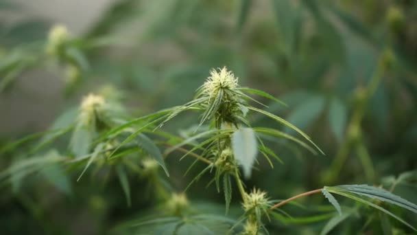 Plante Laboratoire Marijuana Médicale Huile Cannabis — Video